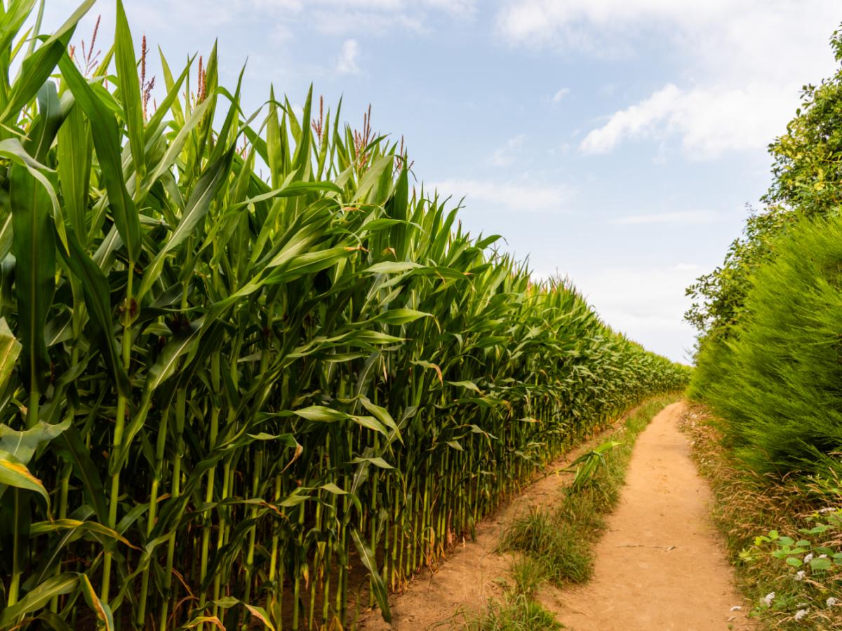 field